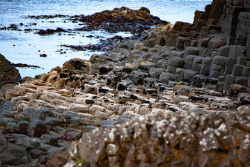 Giants Causeway in Northern Ireland