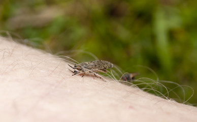 Obraz premium horsefly on hand