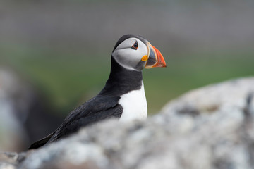 Atlantic Puffin (Alca Arctica)/Puffin on rocky coastline of the Farne Islands