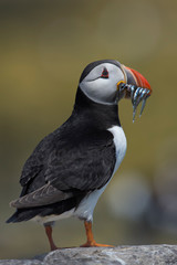 Atlantic Puffin (Alca Arctica)/Puffin with beak full of Sand Eels