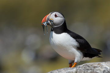 Atlantic Puffin (Alca Arctica)/Puffin with beak full of Sand Eels