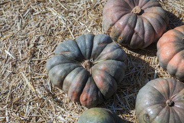 Autumn pumpkin thanksgiving background