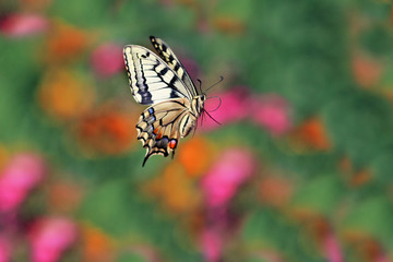 a beautiful swallowtail butterfly flitting above flowers on a bright summer meadow