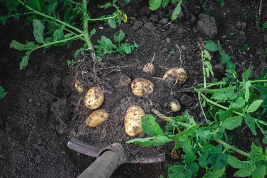 digging potatoes out of the soil