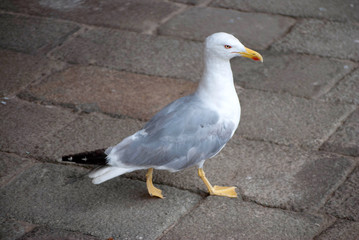 A Red-Lipped Seagull in Venice, Italy