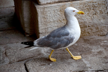 A Red-Lipped Seagull in Venice, Italy