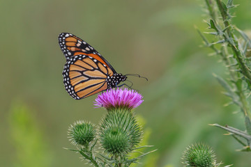 Monarch Butterfly feeding on a flower.