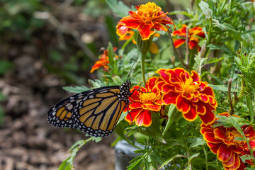 Monarch Butterfly feeding on a flower.