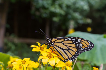 Monarch Butterfly feeding on a flower.
