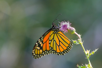Monarch Butterfly feeding on a thistle flower.