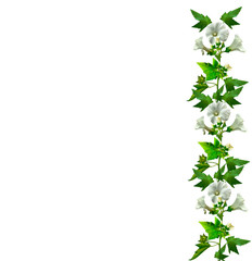 Fototapeta premium mallow flowers isolated on white background