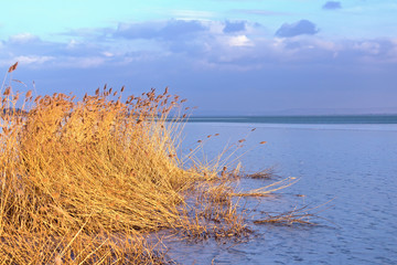 Fototapeta premium Sunset in winter from a froze lake with reed