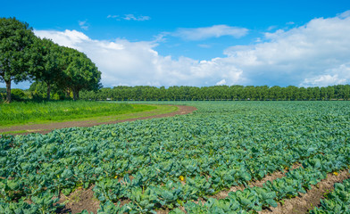 Field with vegetables in summer