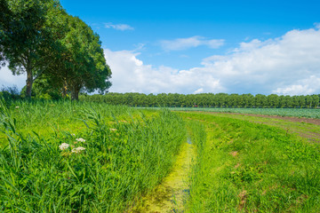 Obraz premium Trees in a field in summer