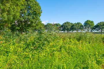 Fototapeta na wymiar Trees in a field in summer