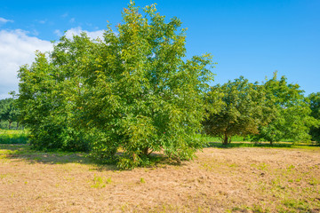 Trees in a field in summer