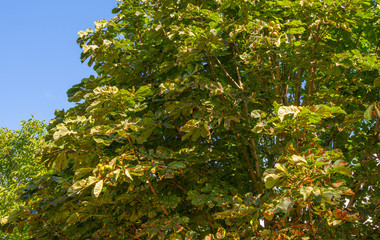 Fototapeta na wymiar Canopy of a chestnut tree in summer