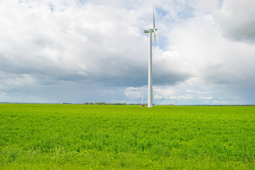 Field with vegetables in summer