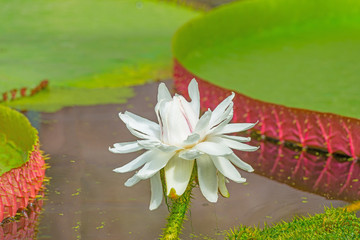Water lilie flowering in shallow water in summer © Naj
