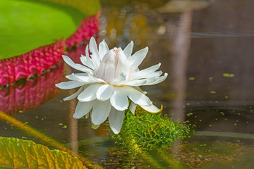 Water lilie flowering in shallow water in summer © Naj