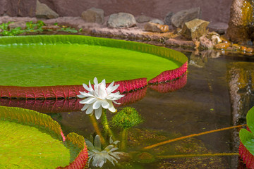 Water lilie flowering in shallow water in summer © Naj