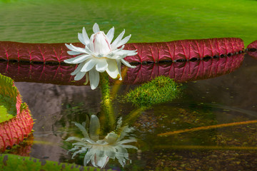 Water lilie flowering in shallow water in summer © Naj