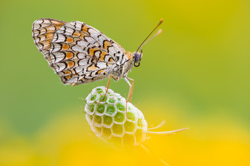 Melitaea Didyma