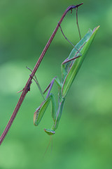 Mantis religiosa