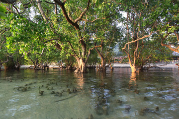 drzewa namorzynowe przy brzegu