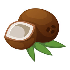 Coconut vector illustration isolated