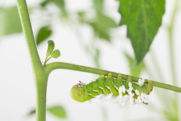 Dying tobacco hornworm with  Cotesia congregatus parasites