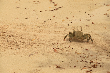 krab na plaży © agarianna