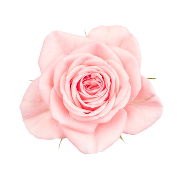 Close up of pink garden rose, isolated on white
