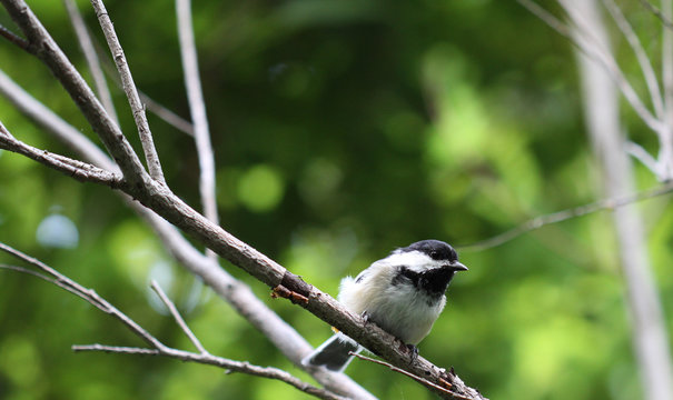 M&eacute;sange &agrave; t&ecirc;te noire