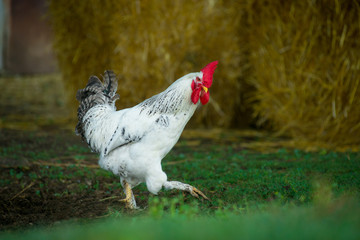 White rooster outdoors
