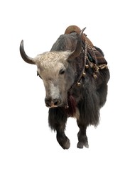 brown yak (Bos mutus) isolated on white background