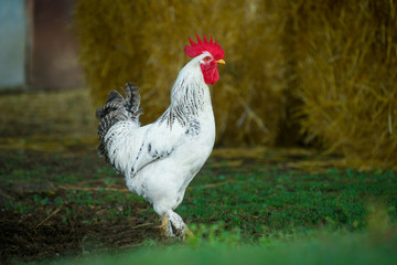 White rooster outdoors