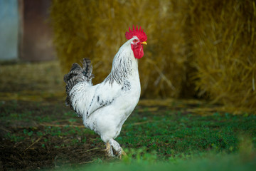 White rooster outdoors