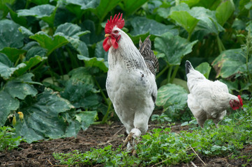Chickens on traditional free range poultry farm