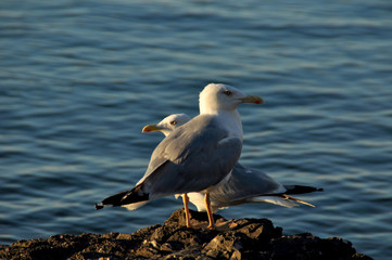 Möwen in der Morgensonne