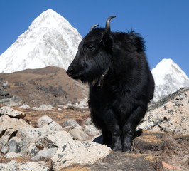 Yaks on the way to Everest base camp and mount Pumo ri