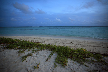 rośliny na brzegu - plaża na Malediwach