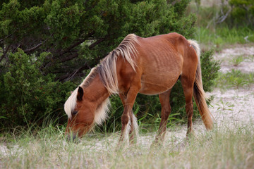 The Wild Horses of Shackleford Banks
