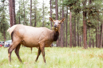 Elk Grazing in Populated Campground