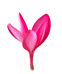 frangipani flower isolated on white background
