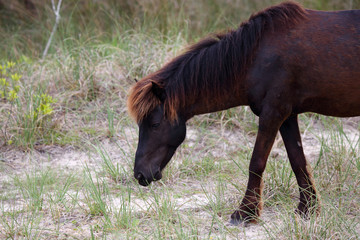The Wild Horses of Shackleford Banks