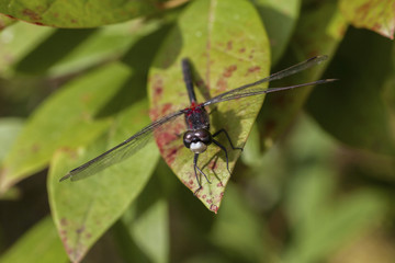 Fototapeta premium Red Dragonfly