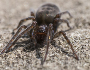 Hairy spider