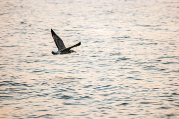 Soaring seagull over sea surface