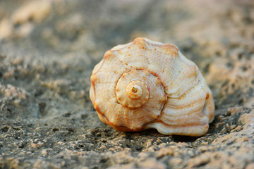 Spiral Shell on the rock